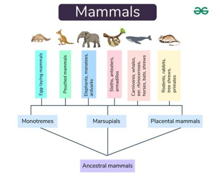 
“Mammals” Is Set To Be Released On Amazon Prime Video Soon 