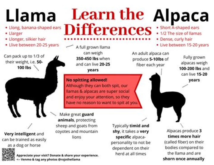 
Who Is Denise Pessana? Llamas de Madariaga Family Facts You Didn’t Know 